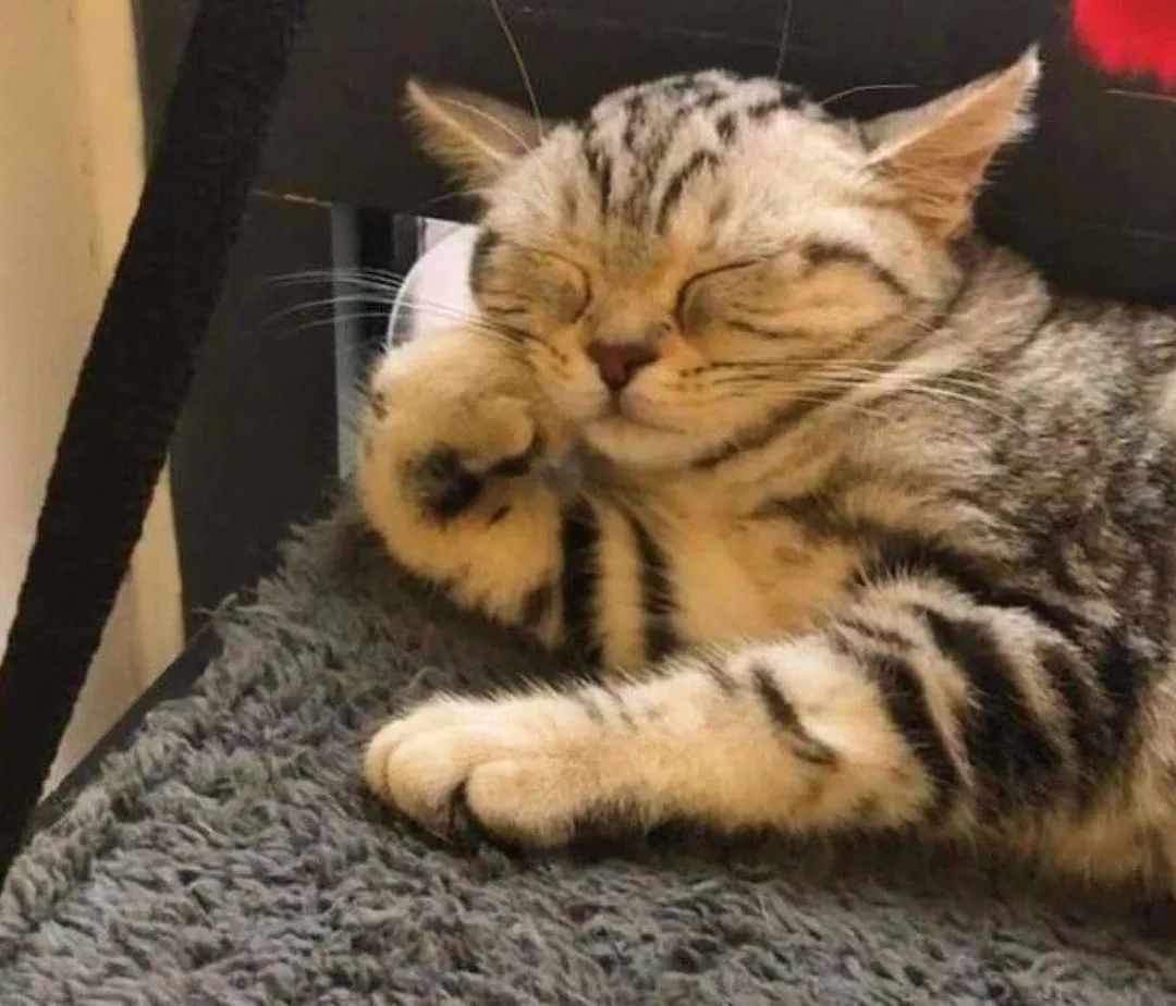 如何判断猫咪发烧,如何判断猫咪发了情