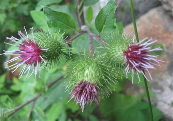 牛蒡种植技术及方法,牛蒡的栽培技术与管理