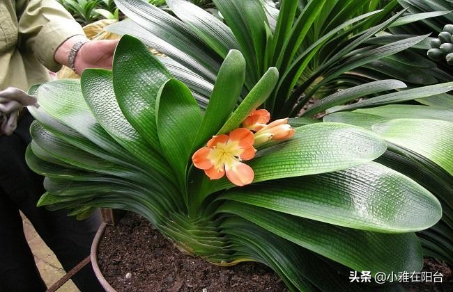 养君子兰,一月浇一次“肥水”,叶子16片,顺利开花,花大色艳!