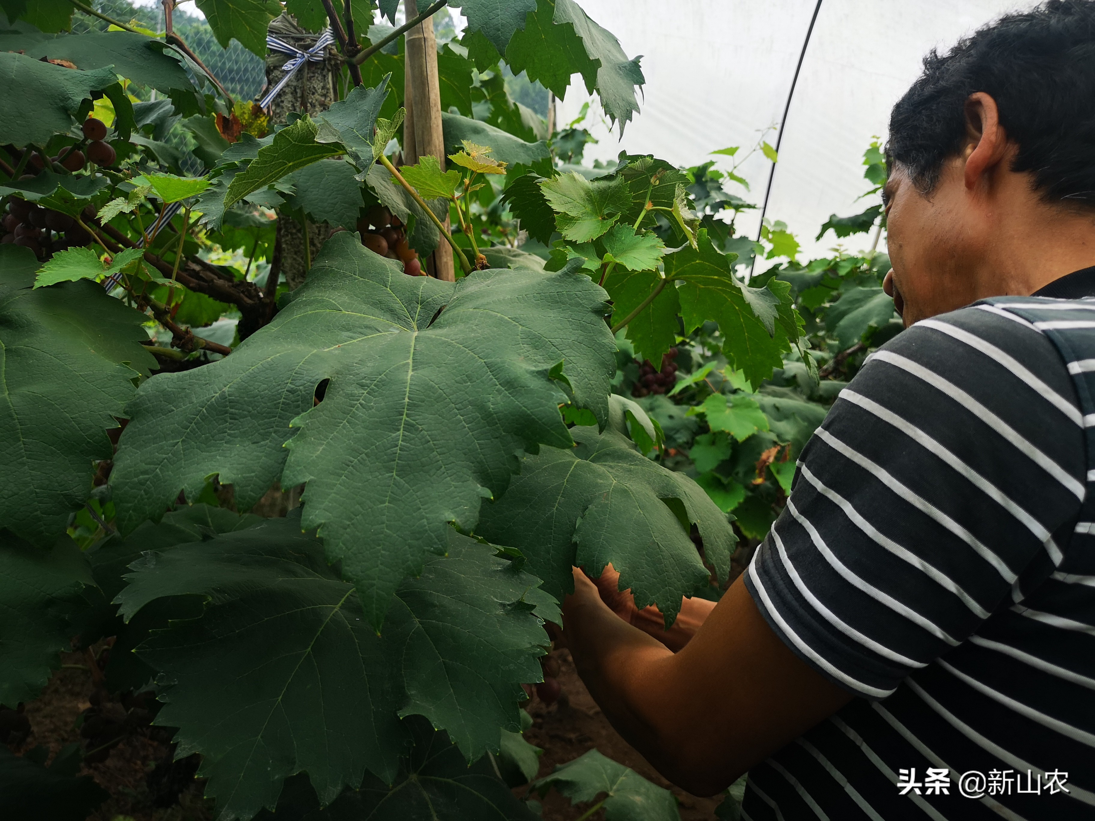 “洋气”的“土专家”，西彭镇马鞍村黄代华，“好人老黄”绰号
