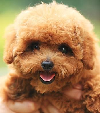 世界上一百种狗的图片,世界十种名贵狗