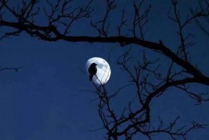 互文是什么修辞手法怎么分析,互文是修辞手法还是写作方法