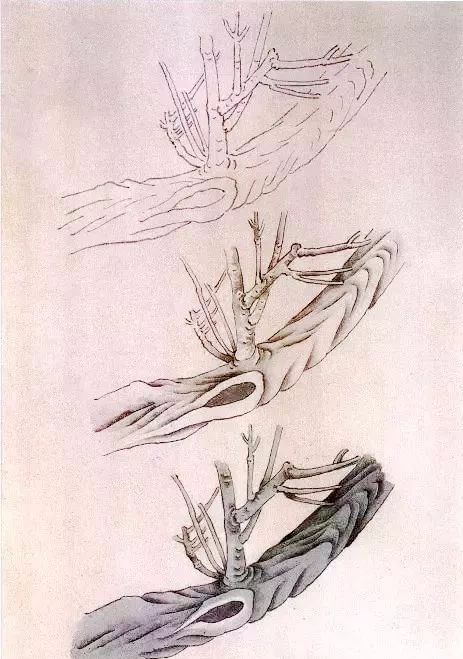 工笔梅花的分染上色教程,工笔梅花的10种设色技法收藏起来