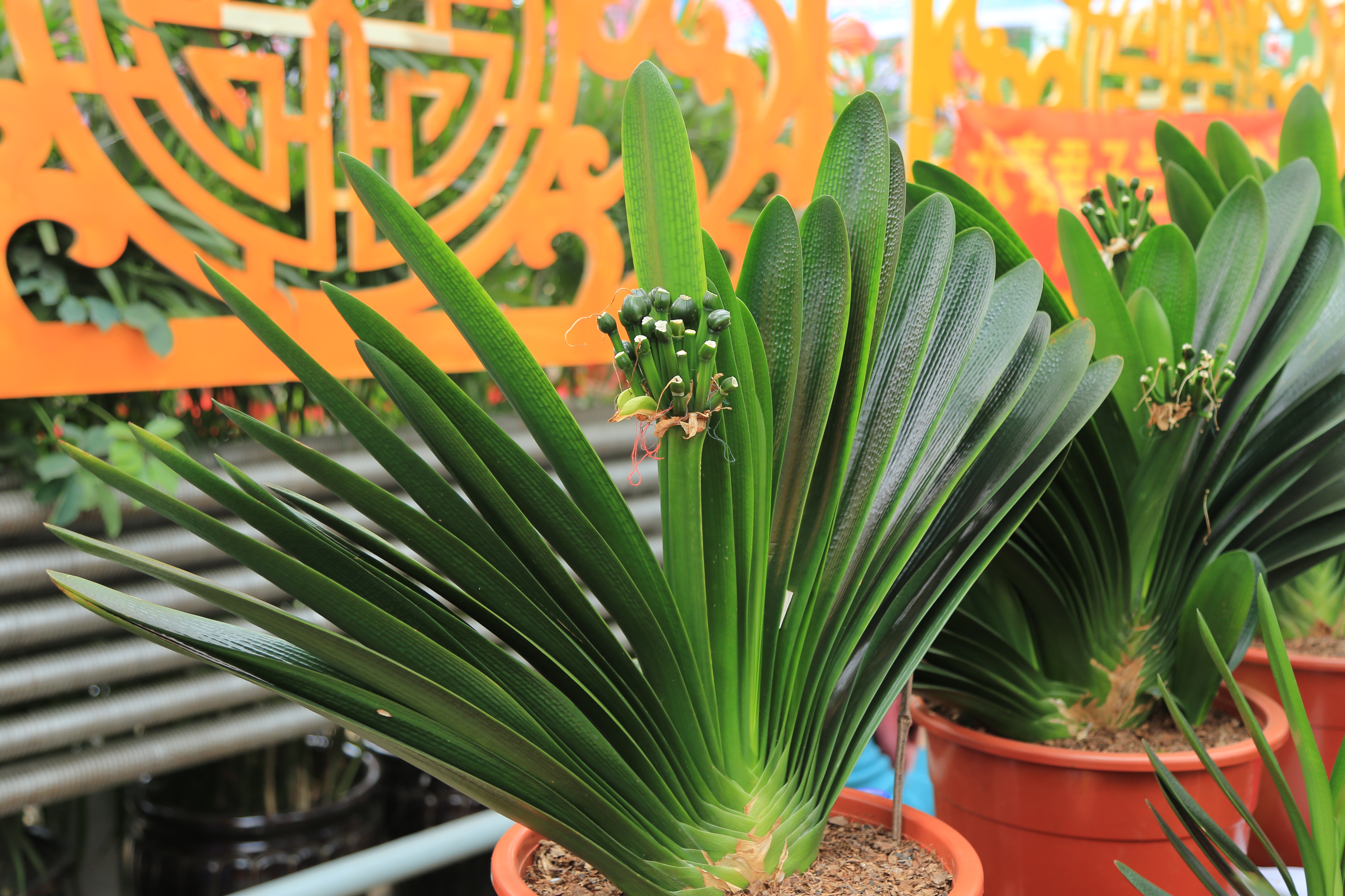 君子兰换盆后能浇营养液吗,君子兰换盆十天了能浇营养液吗