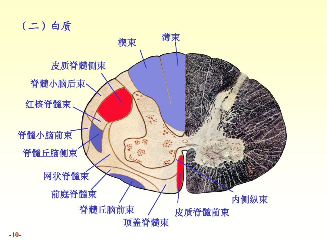 医生常用的解剖学、内外科口诀