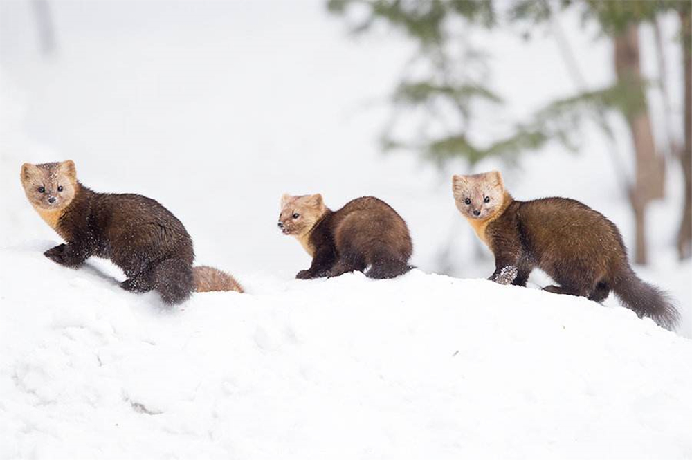 萌化延边发现珍稀紫貂,野生紫貂宝宝