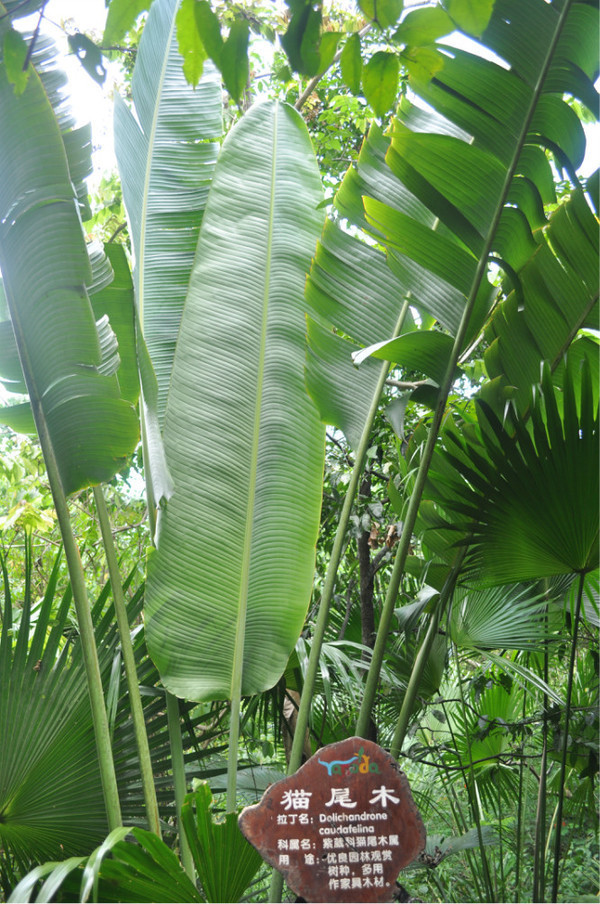 三亚自由行旅游攻略超详细哦,三亚旅游自由行全攻略