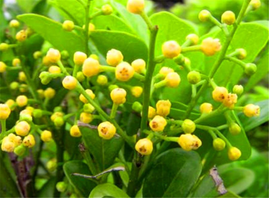 冬季米兰换盆的正确方法,怎么能让米兰花开得香呢