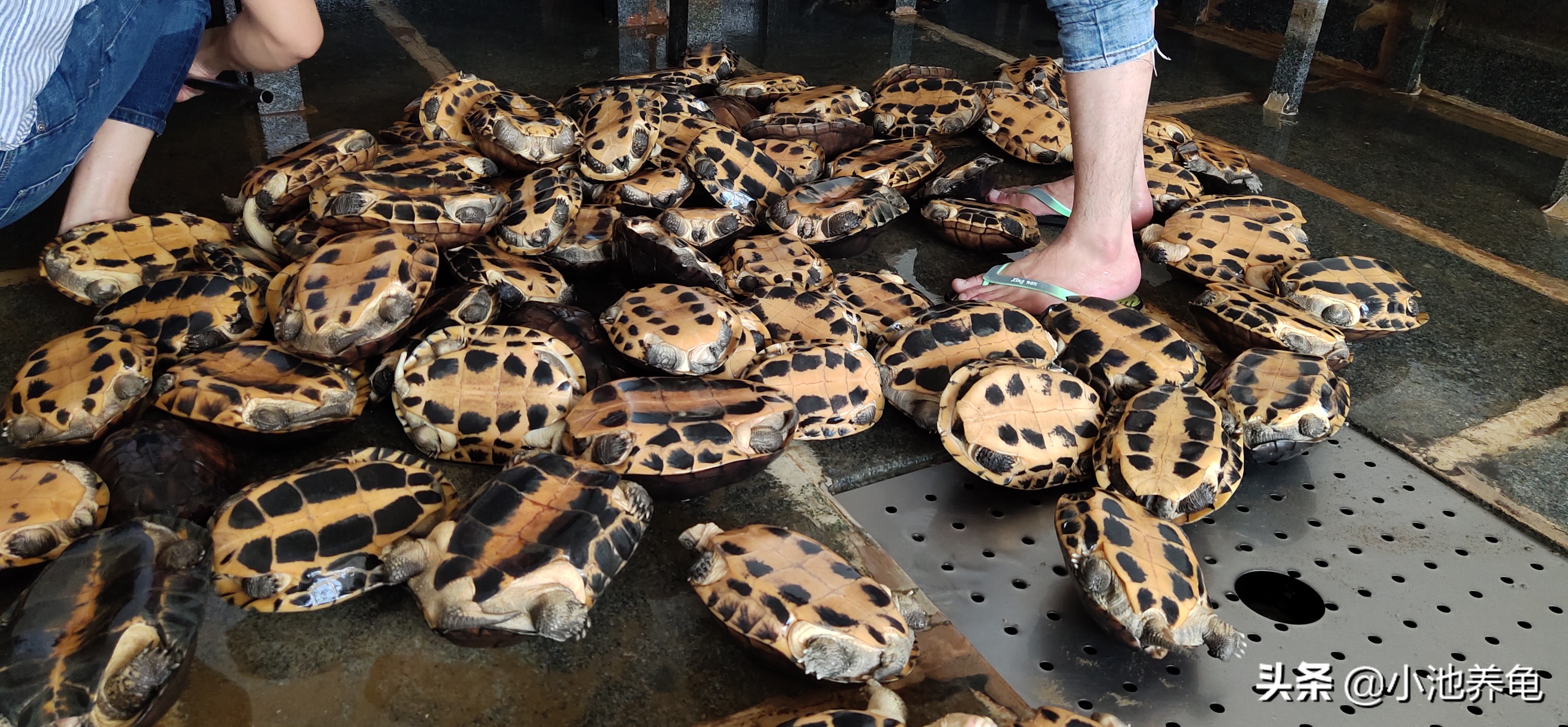 养龟新手该选什么龟才好养,新手养龟养什么样的乌龟好便宜