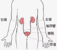 尿急尿频反反复复怎么办,尿频尿急顽固怎么治