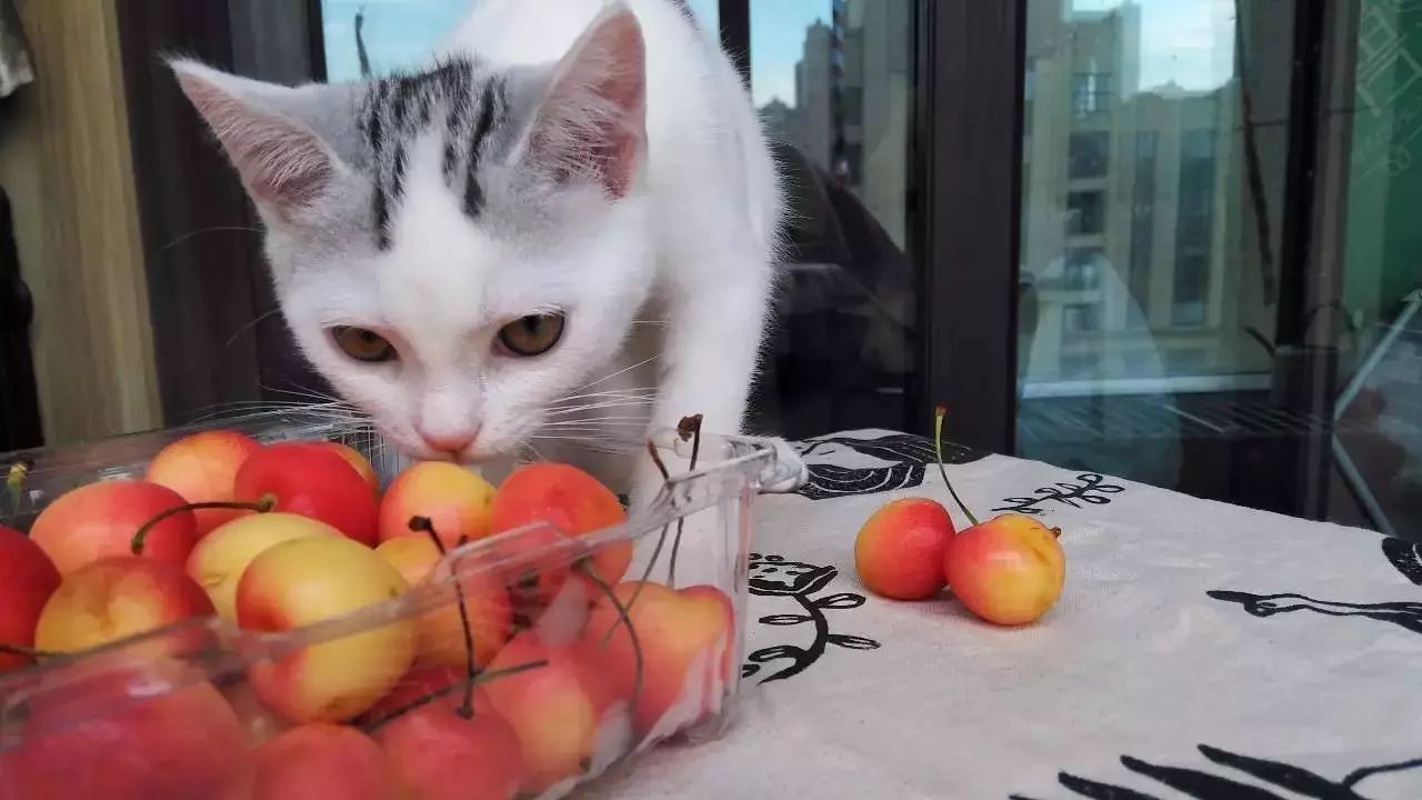 猫咪追求者,猫咪渴求食物