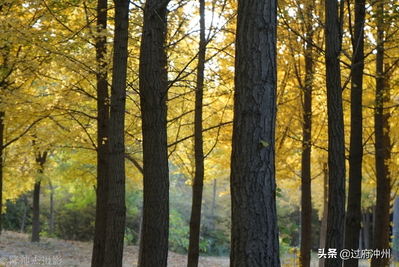 北京最大的森林公园大兴,北京最大环城公园