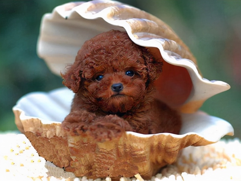 怎么养泰迪才会养得非常好,养泰迪的正确方法和注意事项