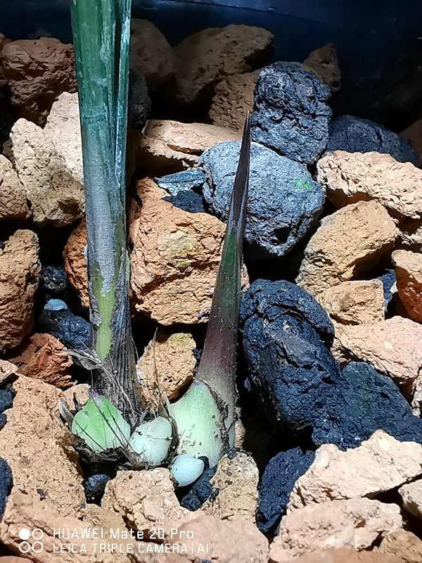 艺兰频道兰花价格,艺兰现在直播回放