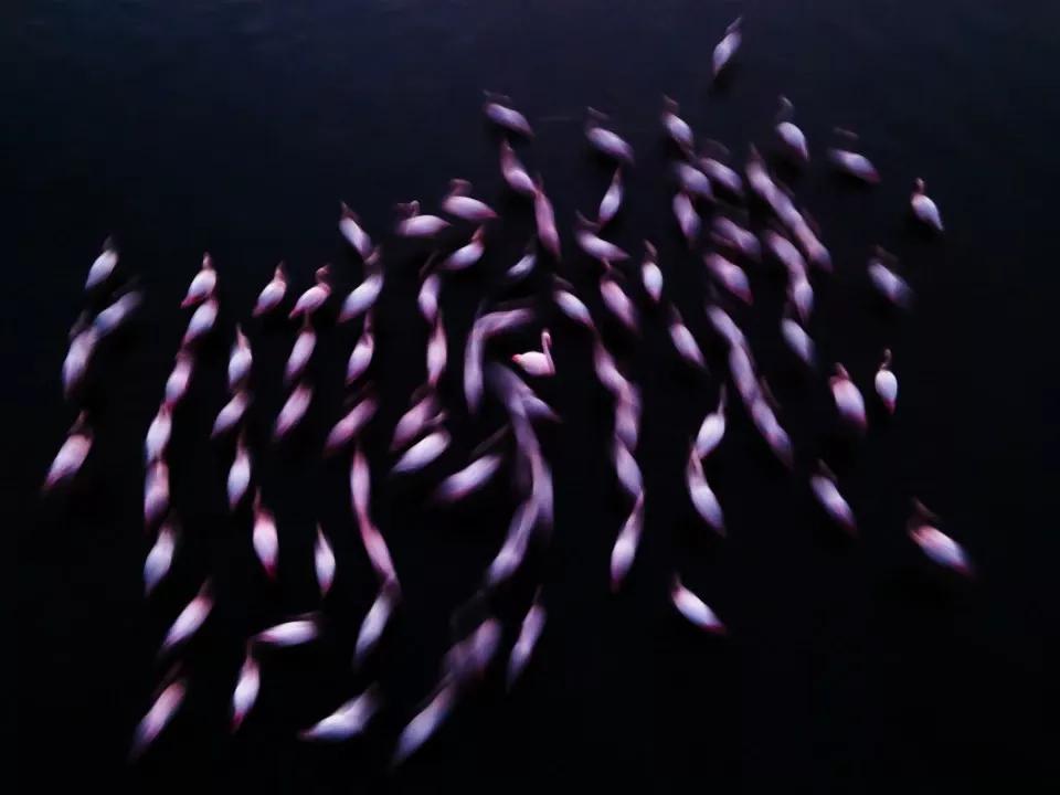 2021年索尼世界摄影大赛专业奖,2020年索尼世界摄影大赛