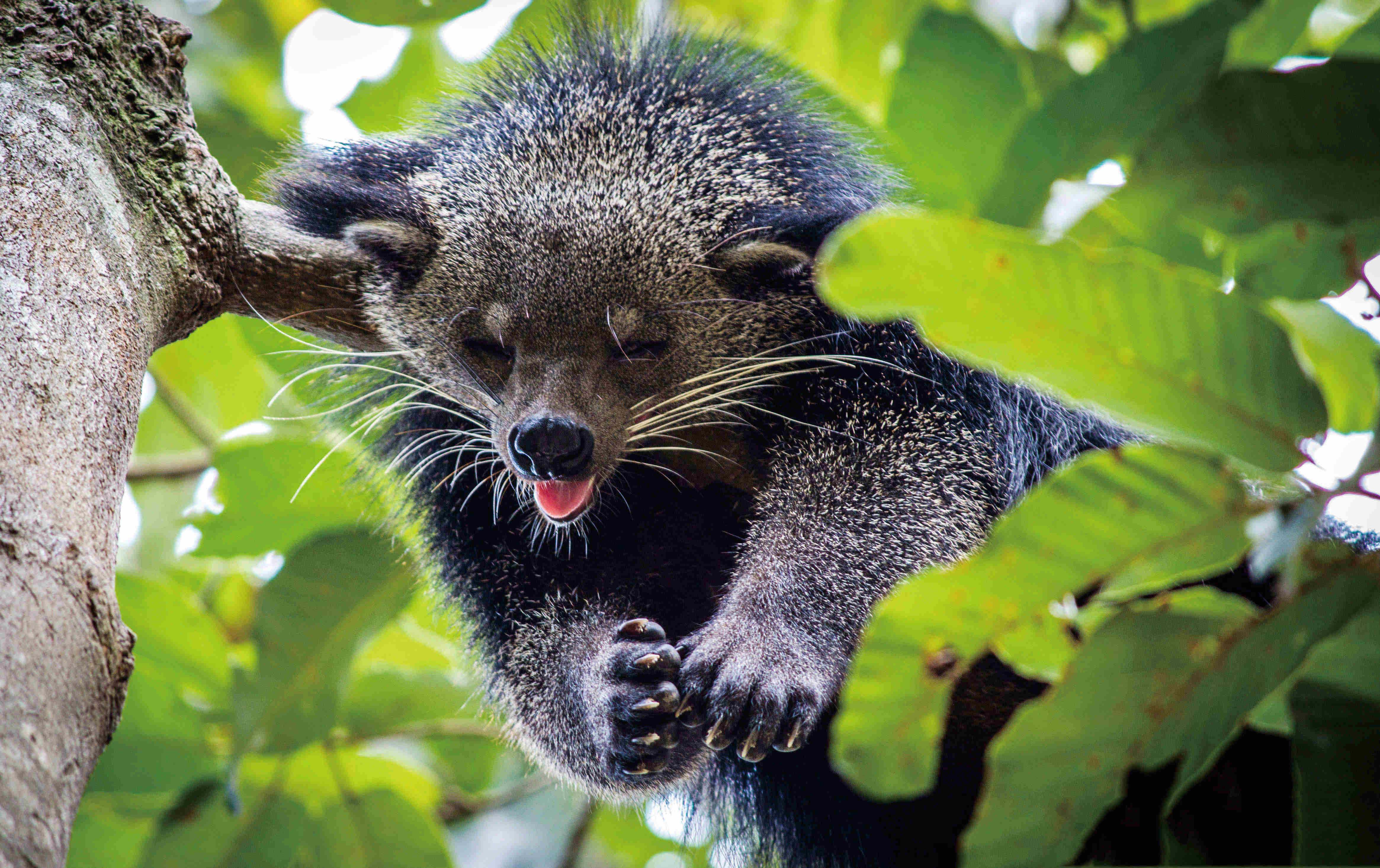 熊狸:“行走的爆米花”快被吃光了?