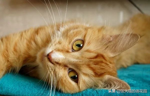 猫咪总喜欢咬自己的毛,猫咪总喜欢咬主人