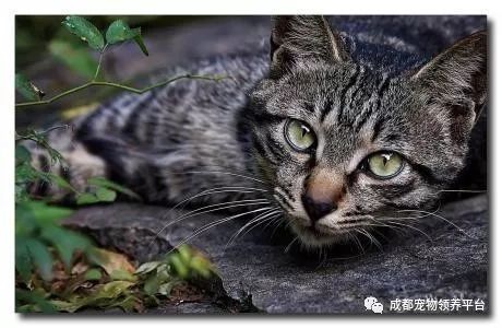 谁说土猫无名猫？快来围观古代猫谱，你家有没有镇宅神兽！