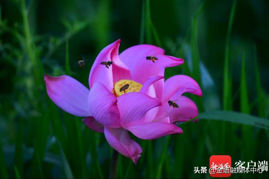 海口五源河湿地公园,海南海口五源河国家湿地公园