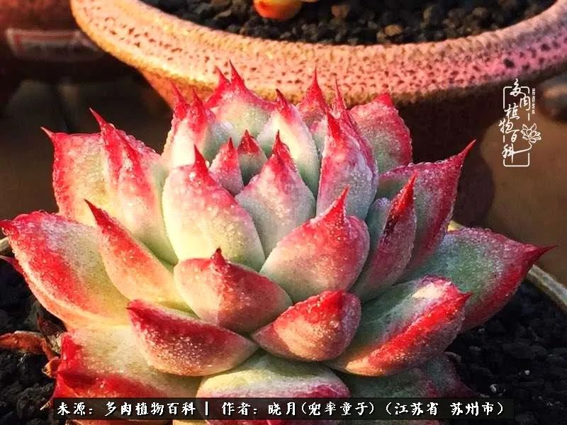 六年时间环游22个国家,却被多肉小萌物征服