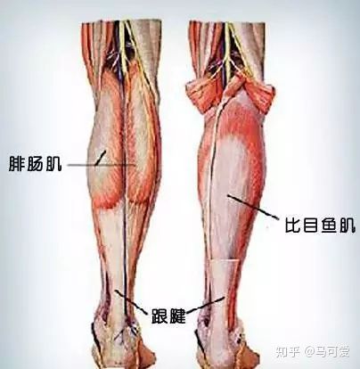 小腿粗怎么判断是脂肪还是肌肉,坐着快速瘦脂肪小腿的正确方法