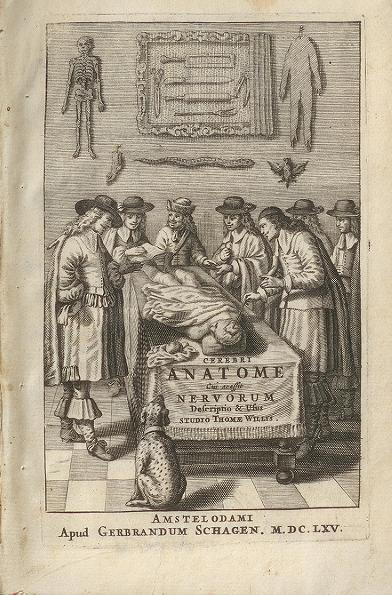 乱世中没读完书的医生,绘制出第一本完整的人脑地图