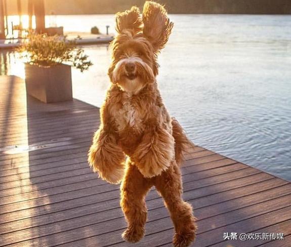 十种好养的宠物狗品种,100种可爱的狗