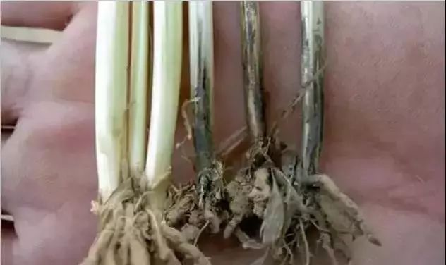 今年小麦黄叶烂根死苗怎么回事,今年小麦枯死是什么虫害原因