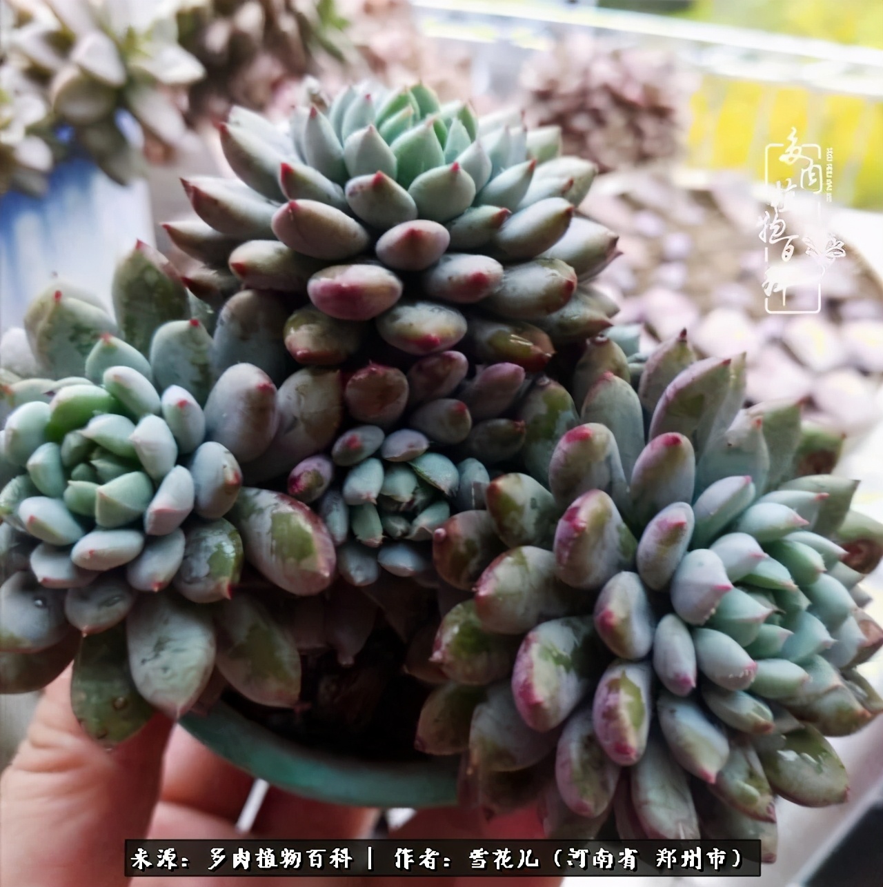 我的多肉乐园,多肉三寸阳台效果图