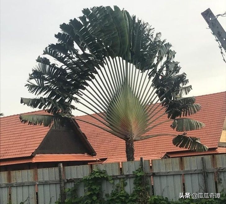 恶魔果实水果性能,恶魔果实图鉴108种属性