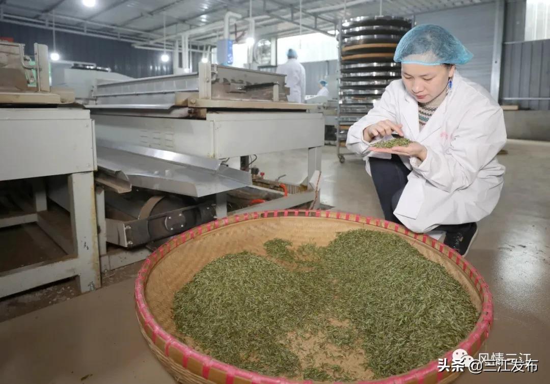 侗乡赶制早春茶,春茶上市喝真茶还是套路