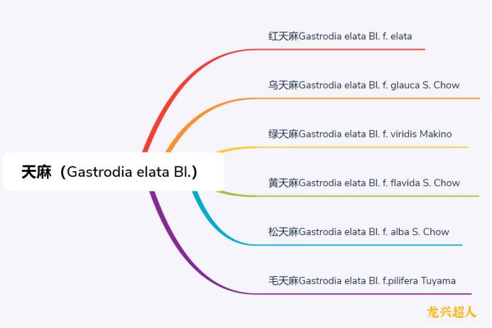 贵州的道地药材天麻,天麻属于哪里的道地药材