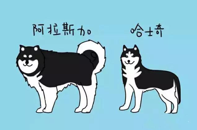柴犬柯基傻傻分不清,柴犬分辨得出坏人吗
