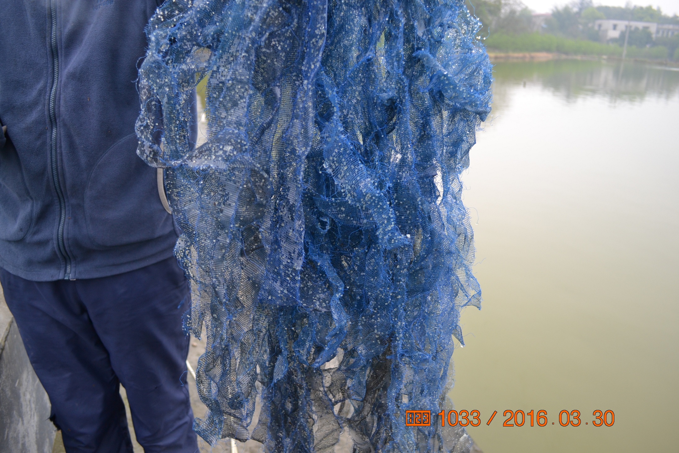 湖南最好的锦鲤养殖基地,湘潭锦鲤养殖