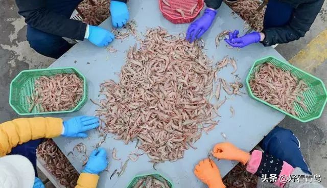 青岛本地人吃的蛎虾是什么虾,大连蛎虾怎么吃