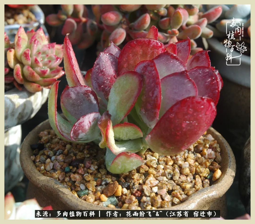 我家老臧：从反对到爱屋及乌的多肉守护人