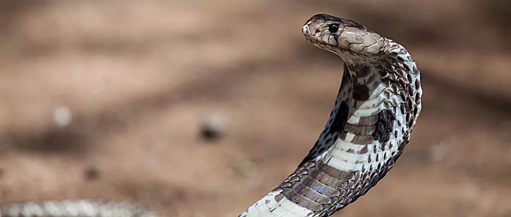 湖南七旬老人被毒蛇咬伤！抗蛇毒血清为什么这么少？