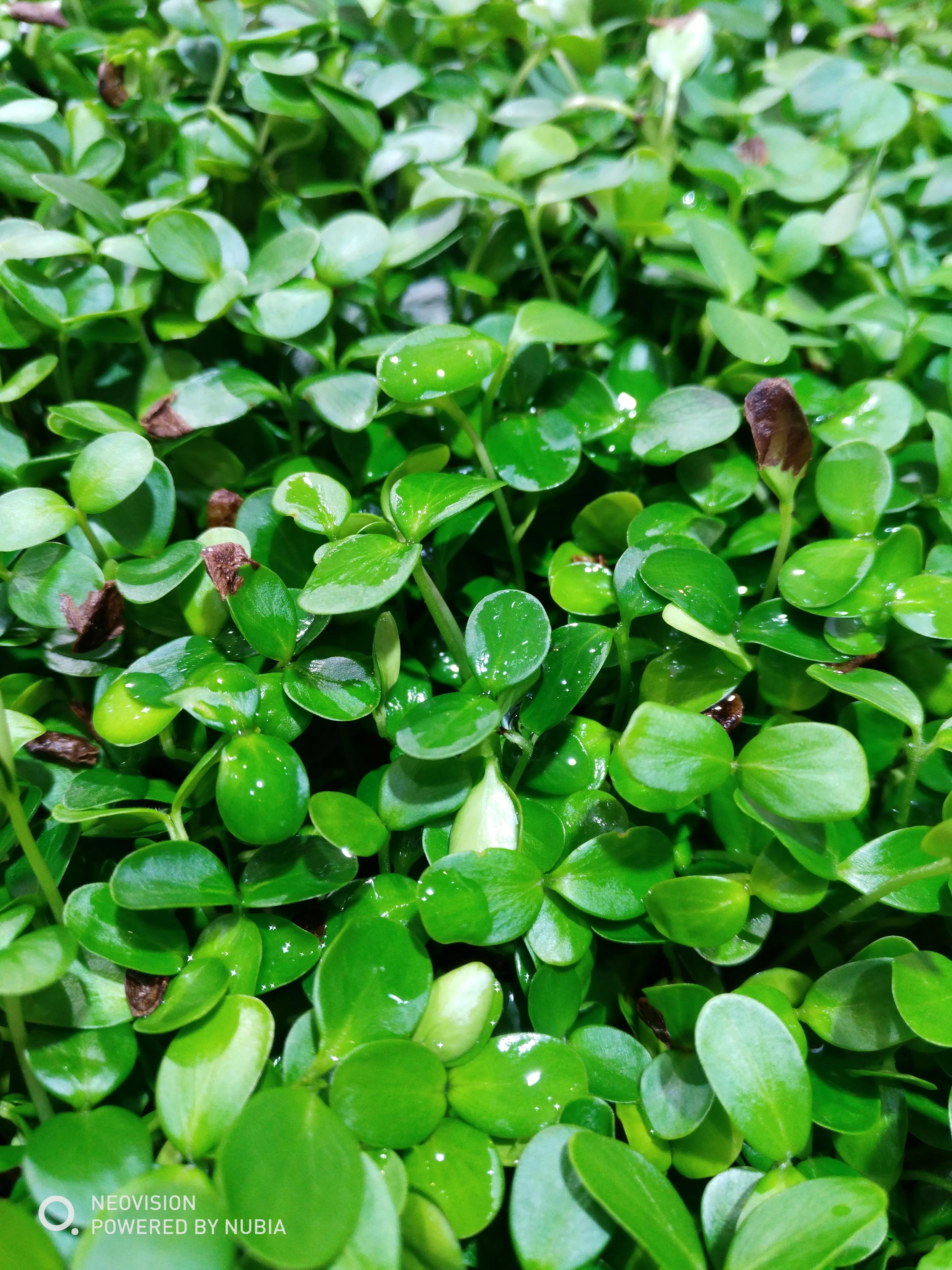 头茬香椿最香嫩正是尝鲜的好时机,香椿苗采摘