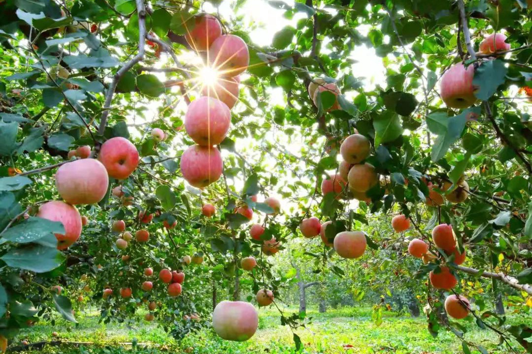 脆甜苹果新鲜水果,脆甜的苹果有什么品种