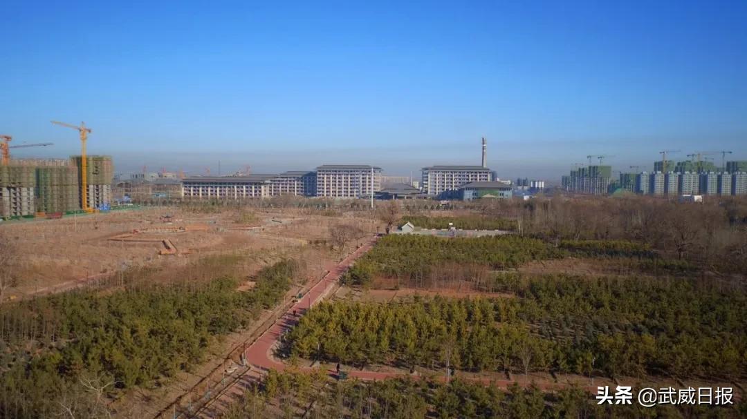 嘘！听说武威有棵树，四个人都抱不住