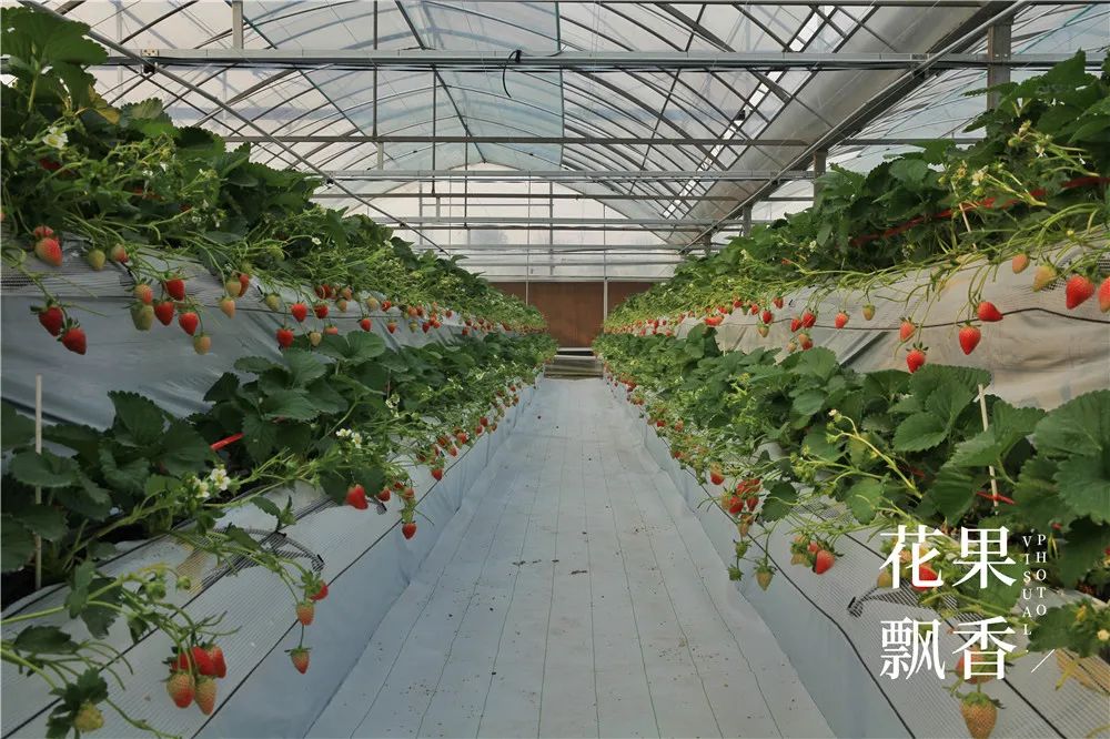 刘博士教种地,刘博士生涯规划