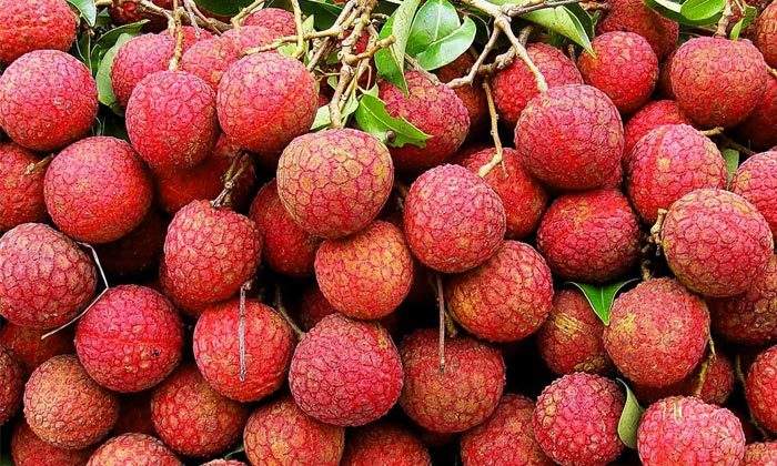 常见荔枝的区别与口感,荔枝是籽小的好还是籽大好