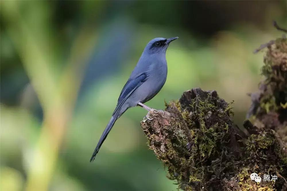 云南腾冲景区图片,云南腾冲山清水秀好风光