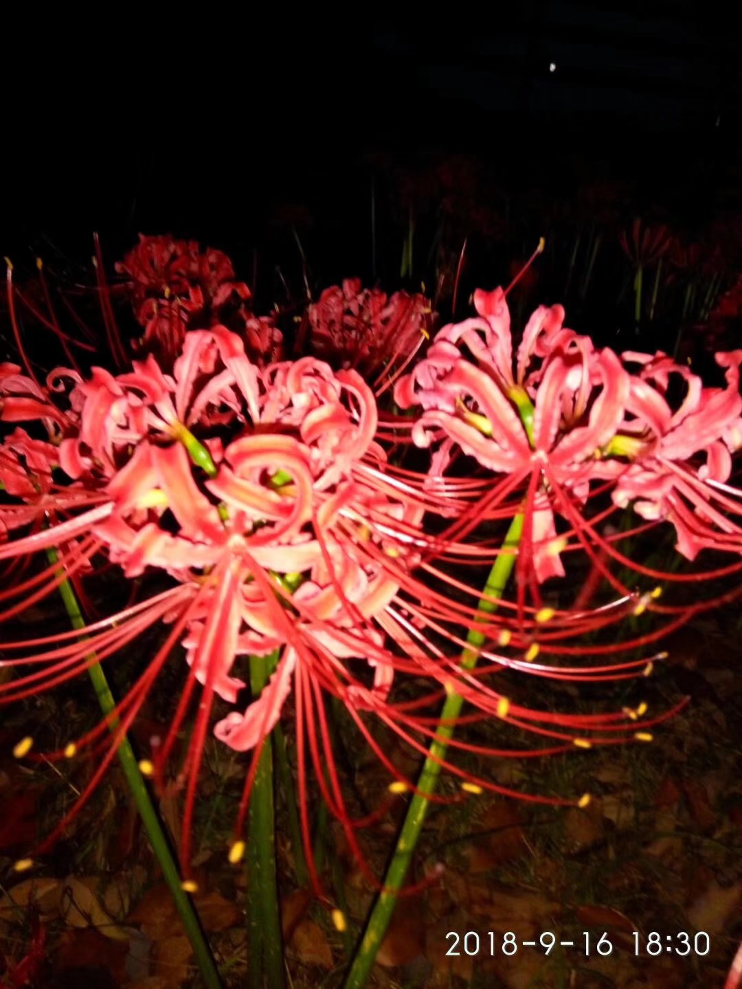 黄泉路上最美的风景，总能触动我内心最敏感的神经