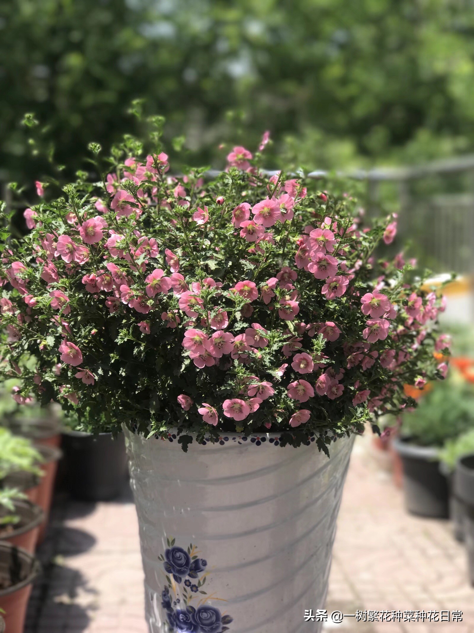 为了家人健康该怎么做,家养花卉如何防治病虫害小妙招