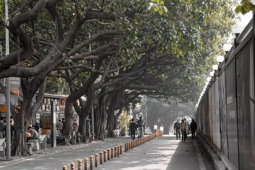 白石洲消失的原因,白石洲今日消息