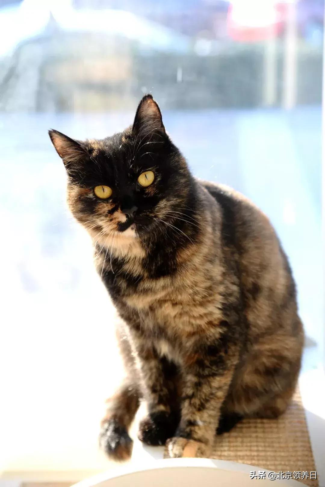 喵星人第二季,喵星人第2季免费观看