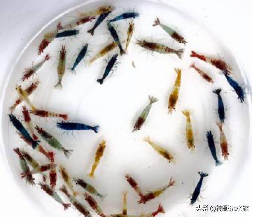 养观赏虾的正确方法和注意事项,适合新手饲养的观赏虾