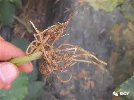 灌根药剂治根部病害,防治根腐病怎么灌根