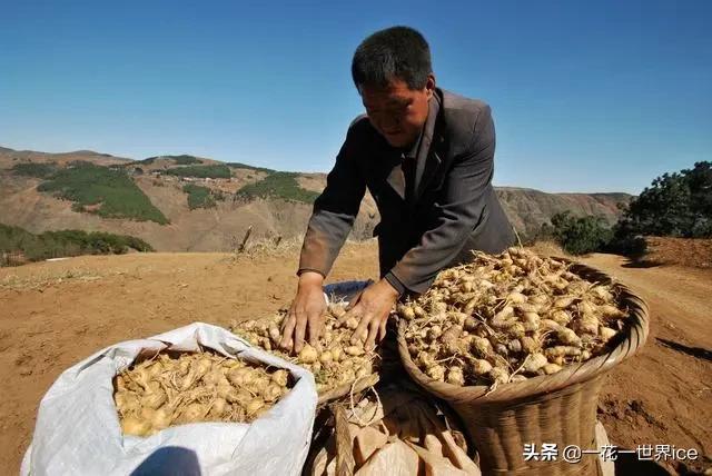 现在卖12元1斤生猪亏本吗,农民养猪90元一斤